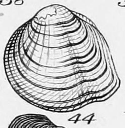 specimen image from publication
