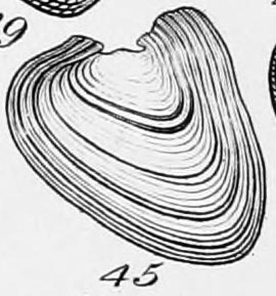 specimen image from publication