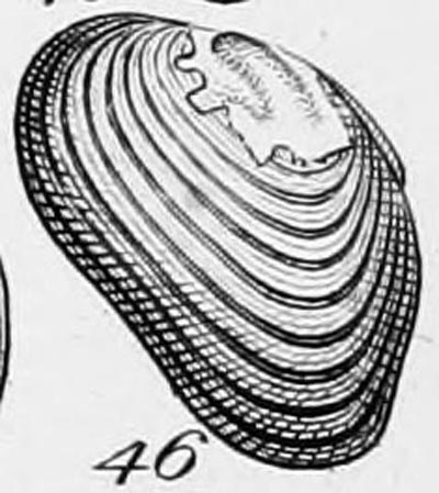 specimen image from publication