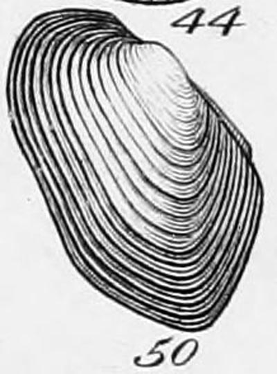 specimen image from publication