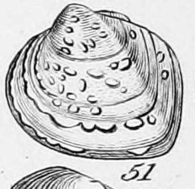 specimen image from publication