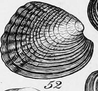 specimen image from publication