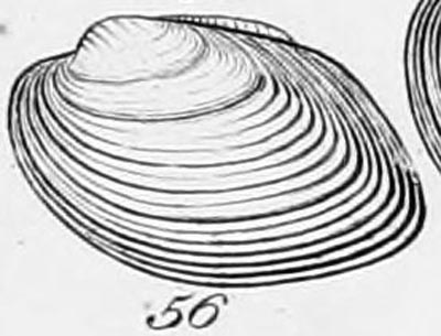 specimen image from publication
