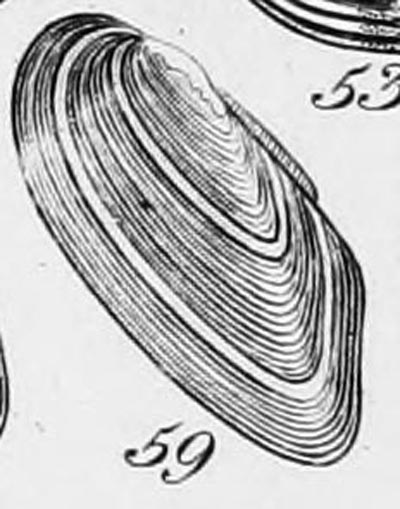 specimen image from publication