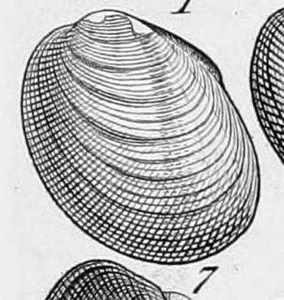 specimen image from publication