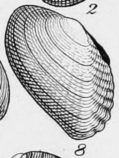 specimen image from publication