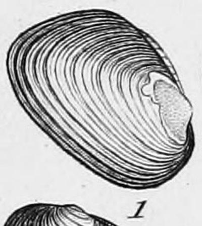 specimen image from publication