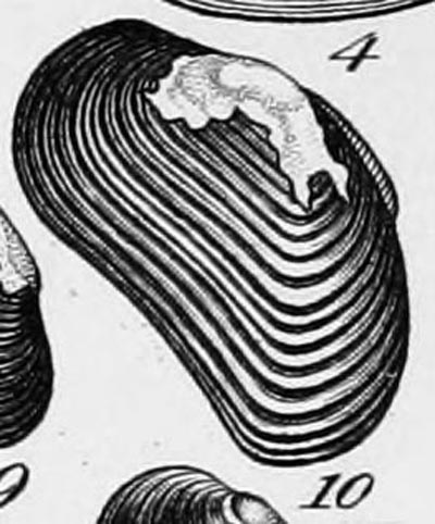 specimen image from publication