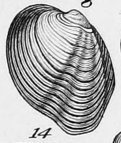 specimen image from publication