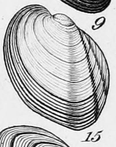 specimen image from publication