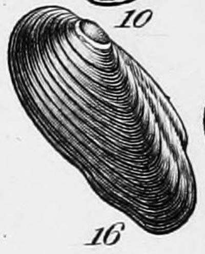 specimen image from publication