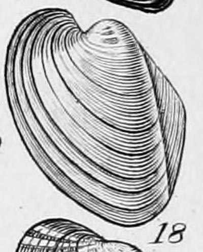 specimen image from publication