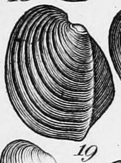 specimen image from publication