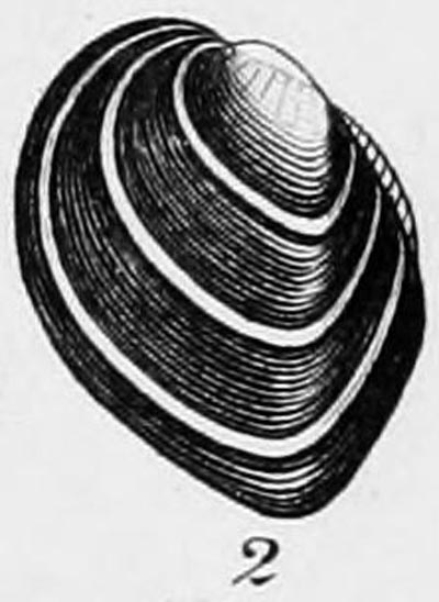 specimen image from publication