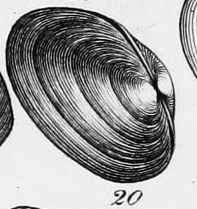 specimen image from publication