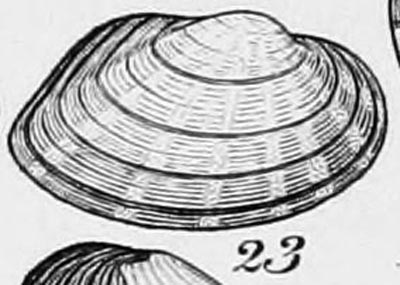 specimen image from publication