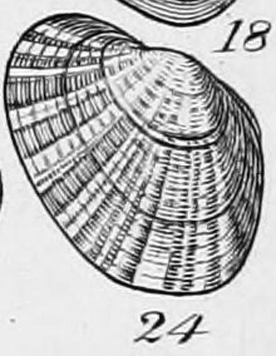 specimen image from publication