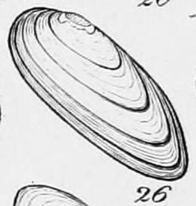 specimen image from publication