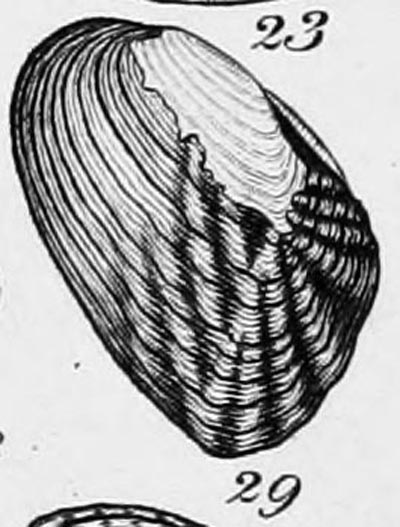 specimen image from publication
