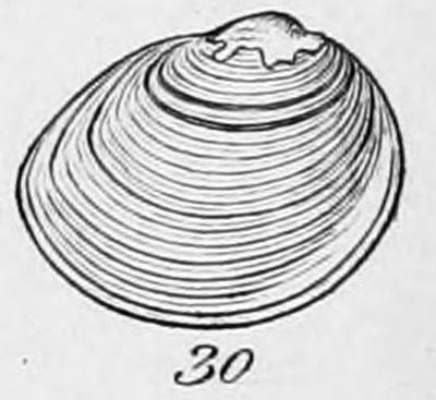 specimen image from publication