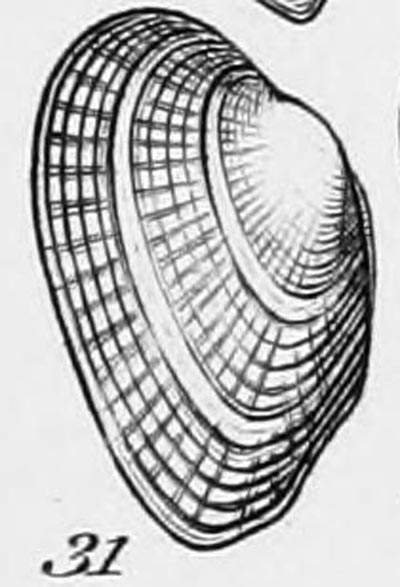 specimen image from publication