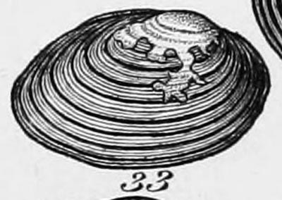 specimen image from publication