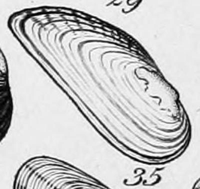 specimen image from publication