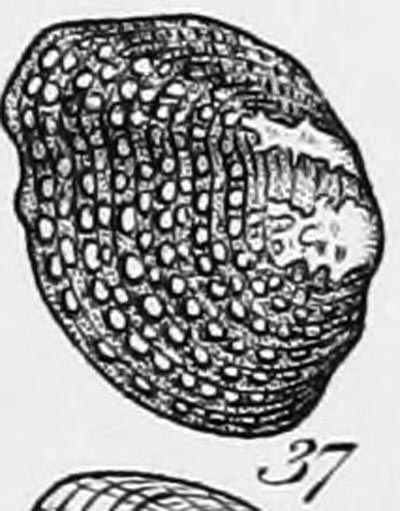 specimen image from publication