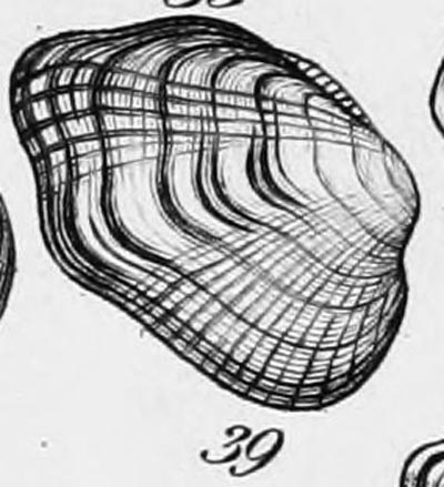 specimen image from publication