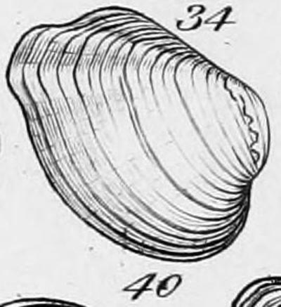 specimen image from publication