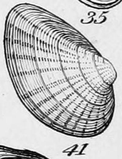 specimen image from publication
