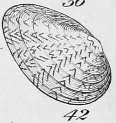 specimen image from publication