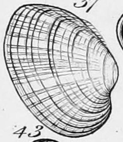 specimen image from publication