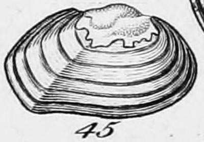 specimen image from publication