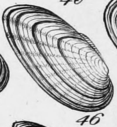 specimen image from publication