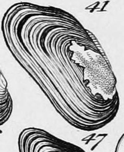 specimen image from publication