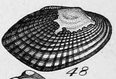 specimen image from publication
