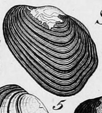 specimen image from publication