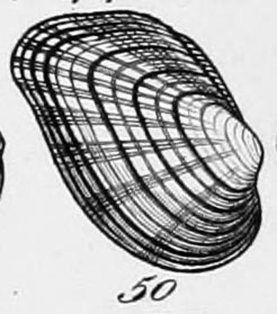 specimen image from publication