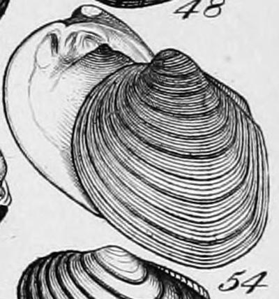 specimen image from publication