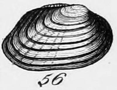 specimen image from publication