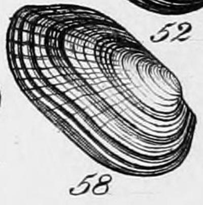 specimen image from publication
