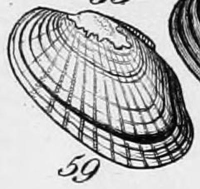 specimen image from publication