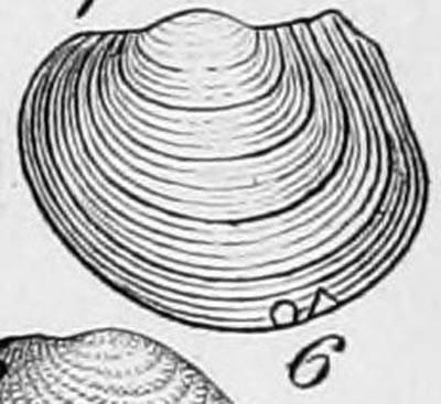 specimen image from publication