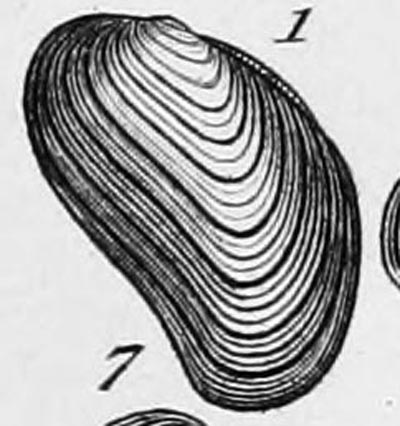 specimen image from publication