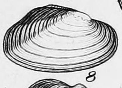 specimen image from publication