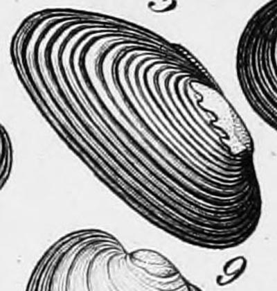 specimen image from publication