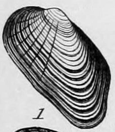 specimen image from publication