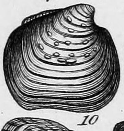 specimen image from publication