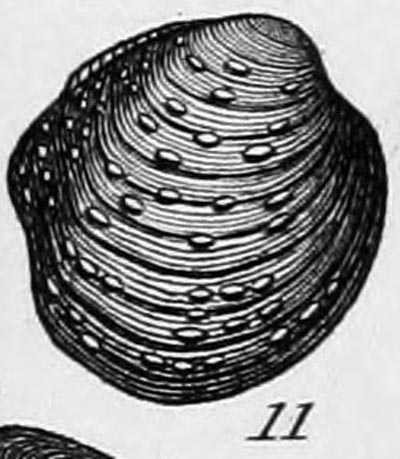 specimen image from publication